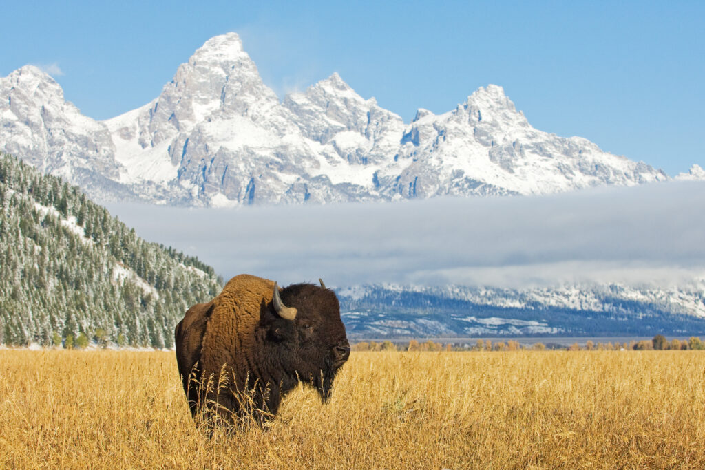 Grand Teton - Wyoming - USA