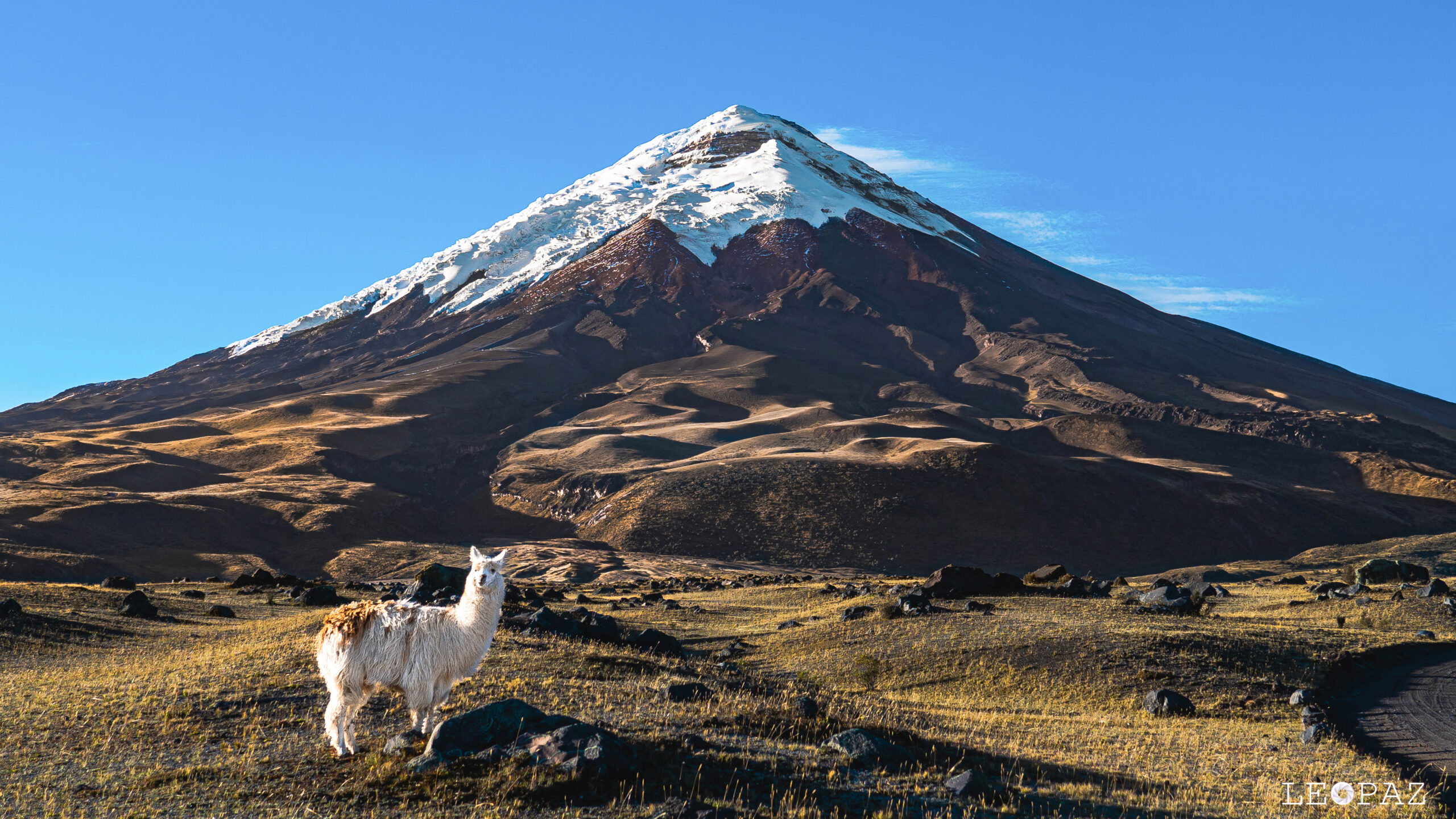 Cotopaxi volcano in Ecuador — the perfectly symmetrical glaciated stratovolcano at 5897 meters elevation in the central Ecuadorian Andes — one of the world's highest active volcanoes and the centerpiece of Cotopaxi National Park 60 km south of Quito with the iconic snow-capped cone visible from across the Avenue of the Volcanoes