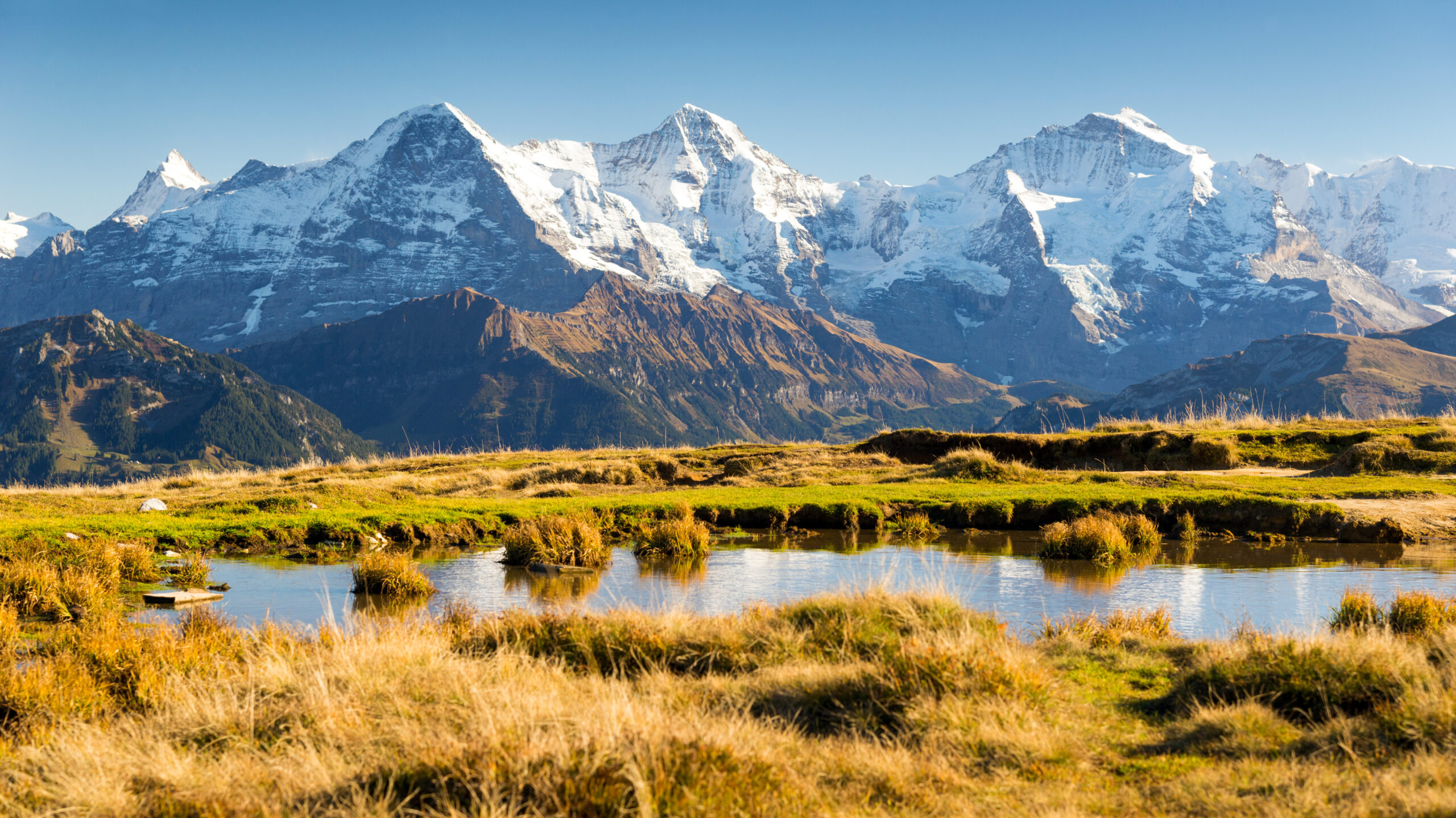 The Jungfrau at 4158 meters in the Bernese Alps Switzerland showing the snow-capped peaks of the iconic Eiger-Mönch-Jungfrau trio with green alpine meadows in the foreground — the first major 4000m Alps peak climbed in 1811 by the Meyer brothers