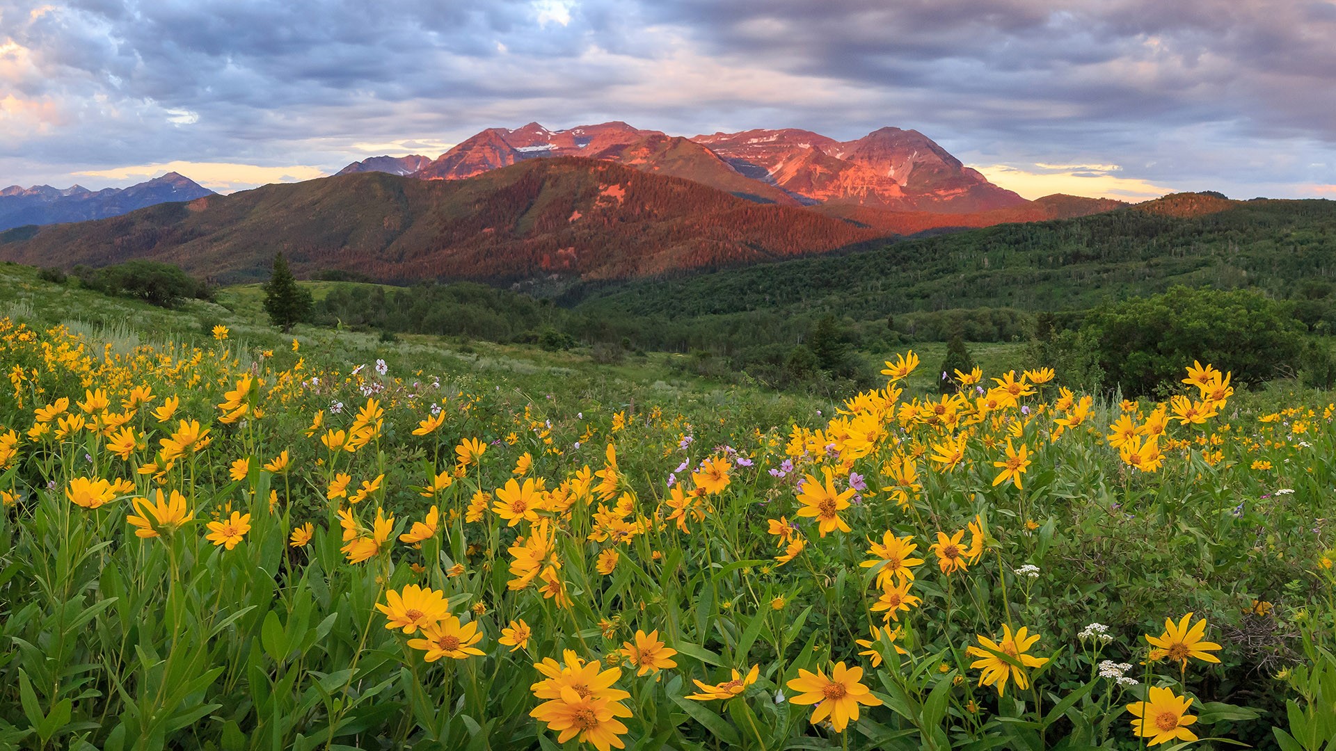 Timpanogos Hiking Co. 2026 Challenge: Your Complete Guide to Every Peak and Destination