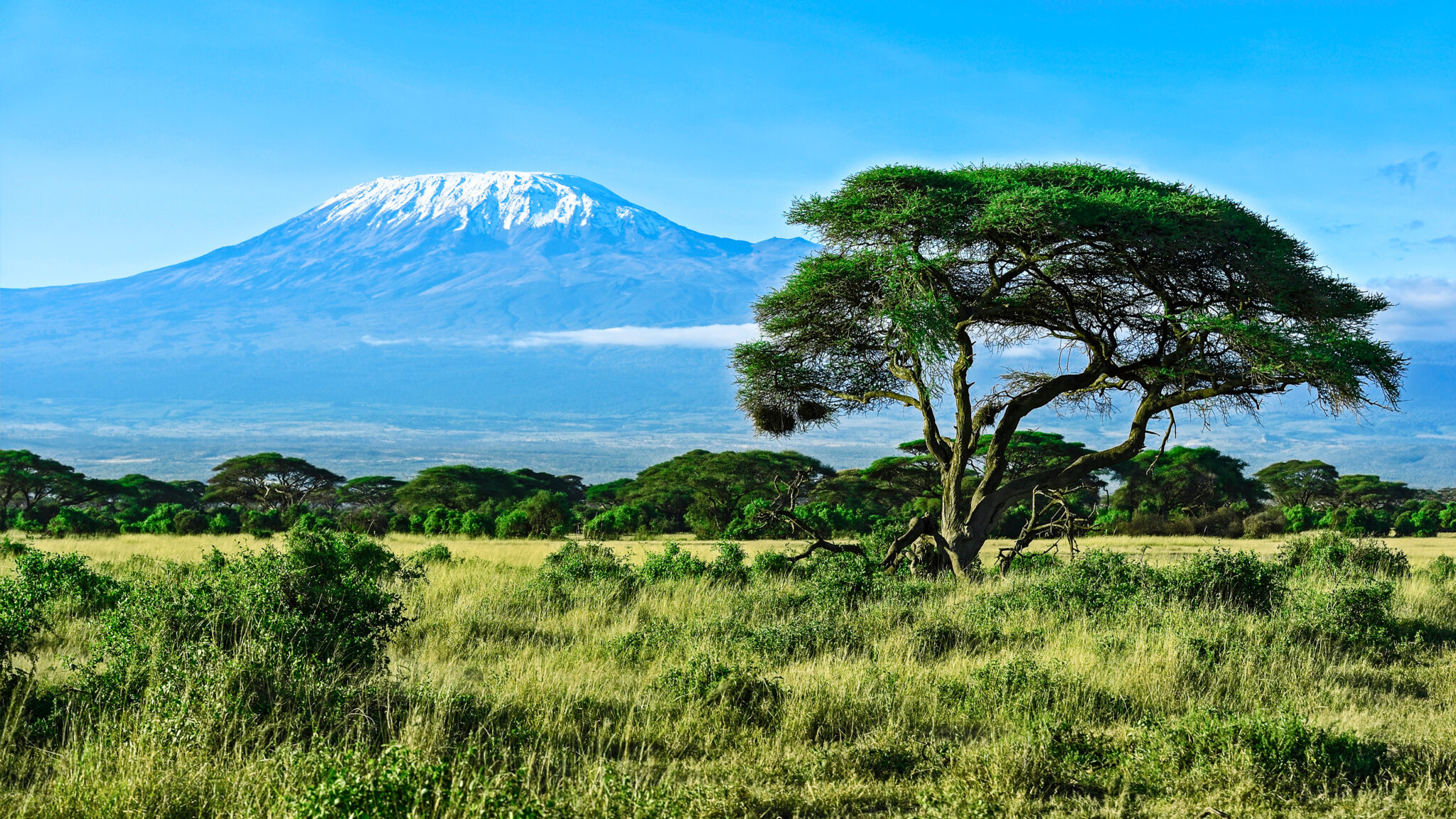 Kilimanjaro mountain landscape and acacia tree, scenic photography for Kilimanjaro trekking itineraries.