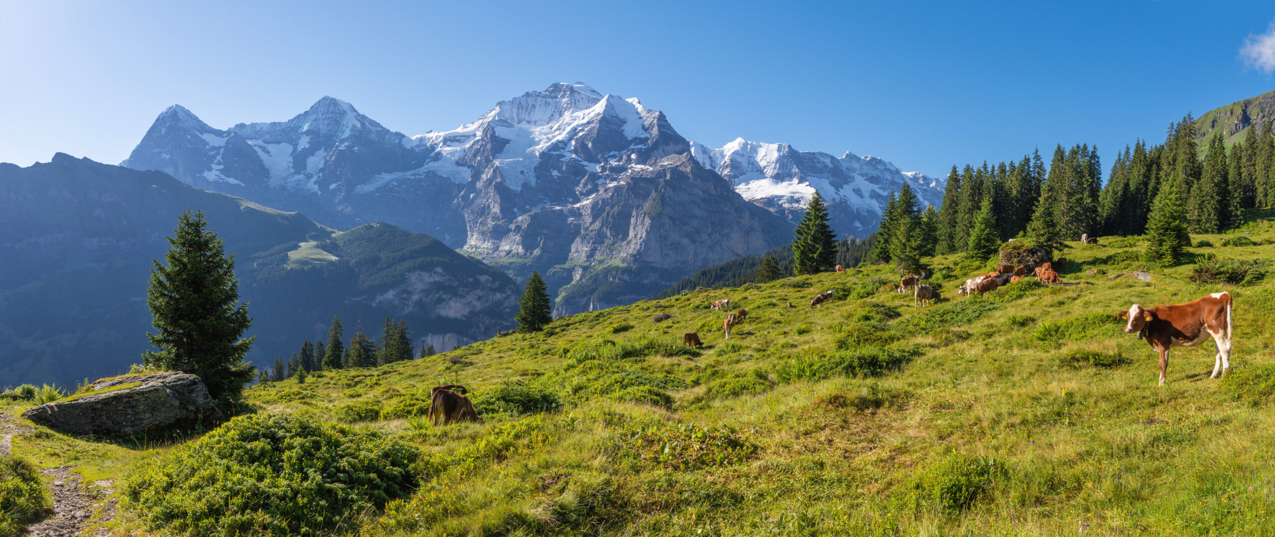 Alpine scenery in the European Alps, with Matterhorn peak and grazing cows on a grassy hillside.