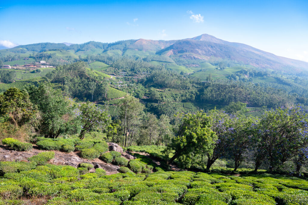 Nilgiri South