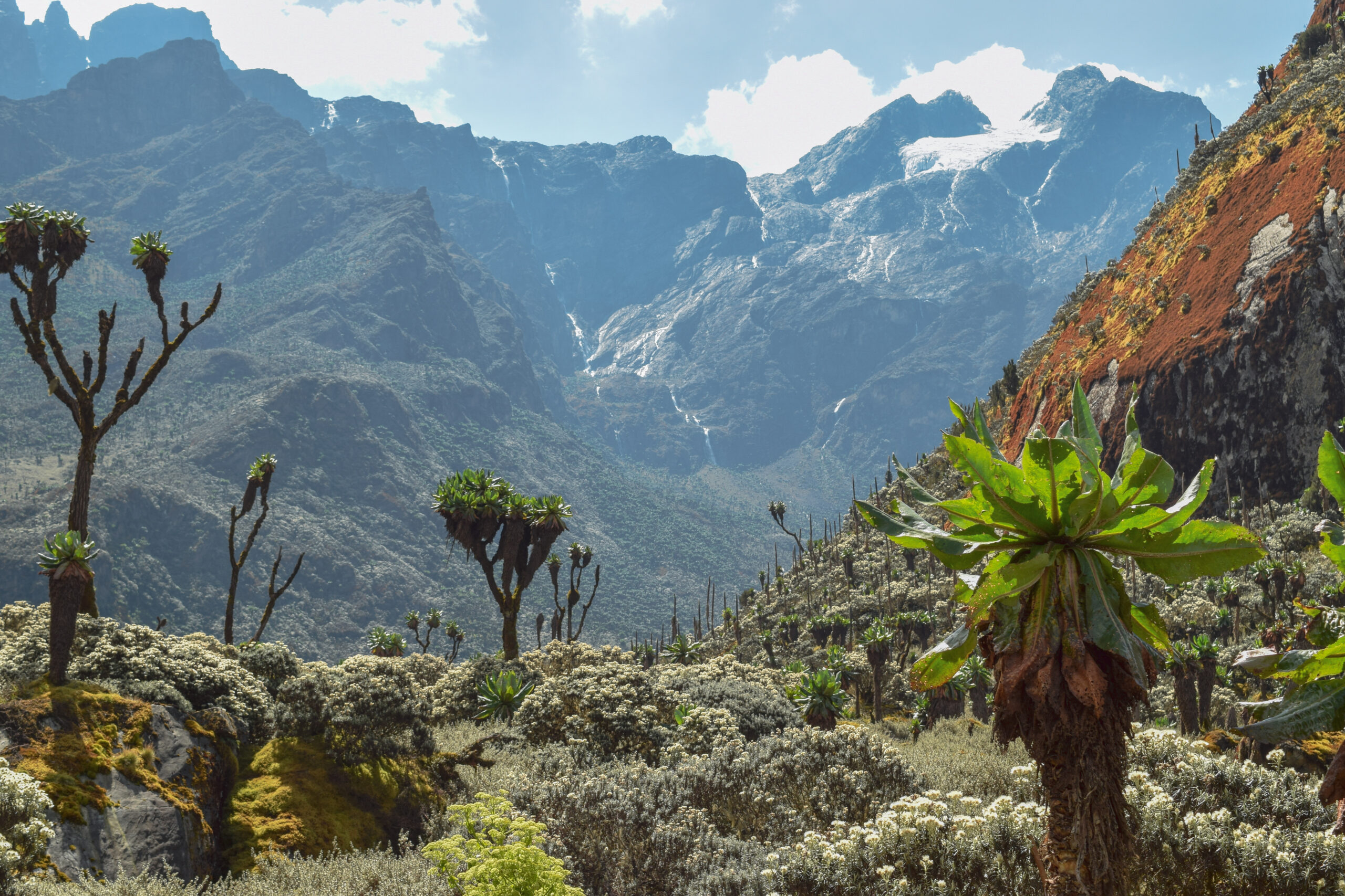 Margherita Peak rising above the Stanley Plateau glacier in Uganda's Rwenzori Mountains