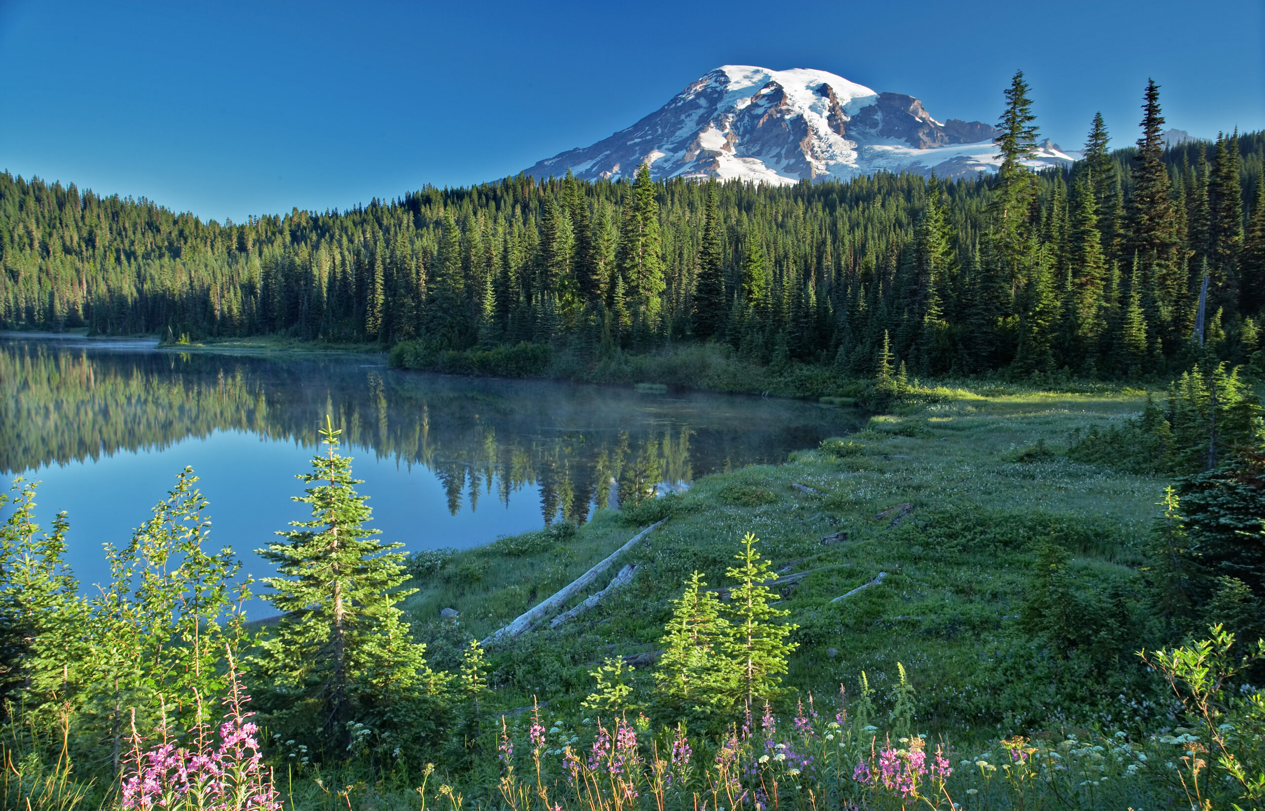 Mount Rainier at dawn above a sea of clouds and forest
