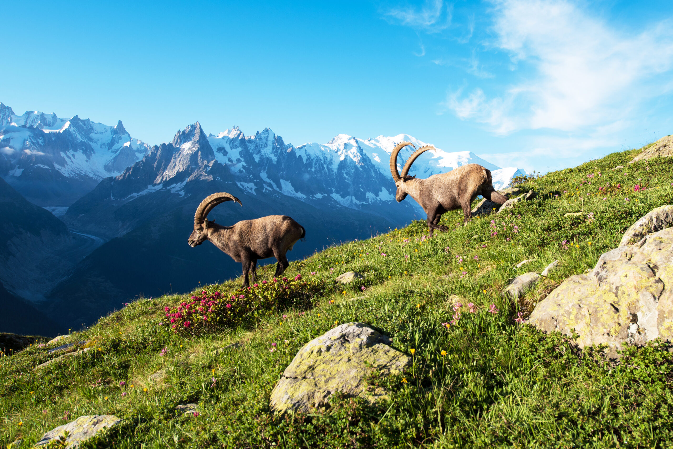 Alpine ibex on a grassy slope with Mont Blanc and Eiger peaks in the background, the high Alps where the 4,000er progression is built