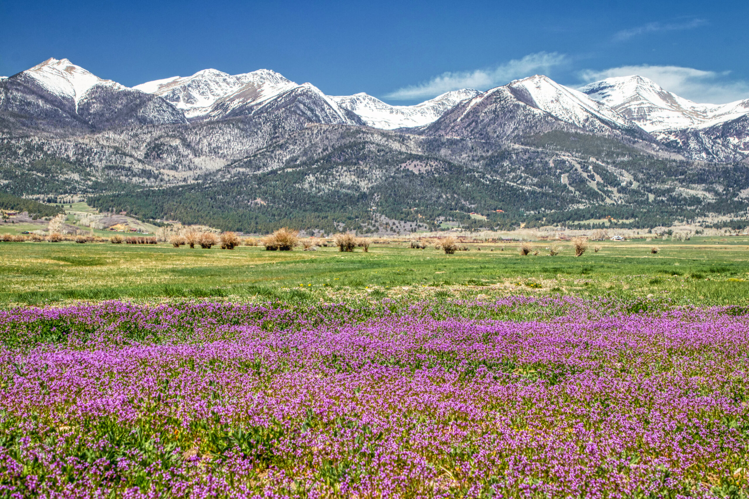 Snow-capped mountains and wildflower meadow in the Pecos Wilderness, New Mexico.
